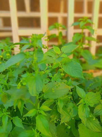 basilic citron - semences